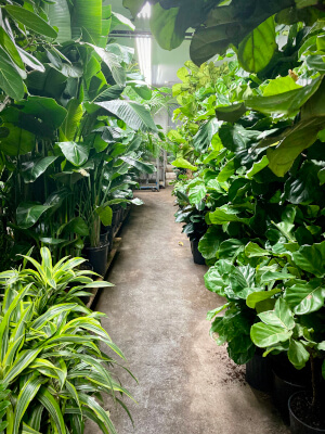 plant store in midtown manhattan