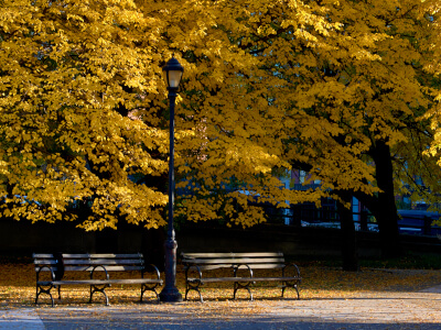 brooklyn park bench during fall